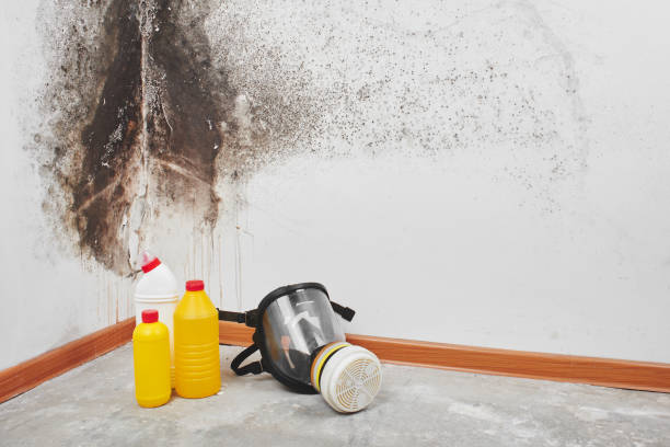 Best Toxic Mold Removal  in Prairie Ridge, WA