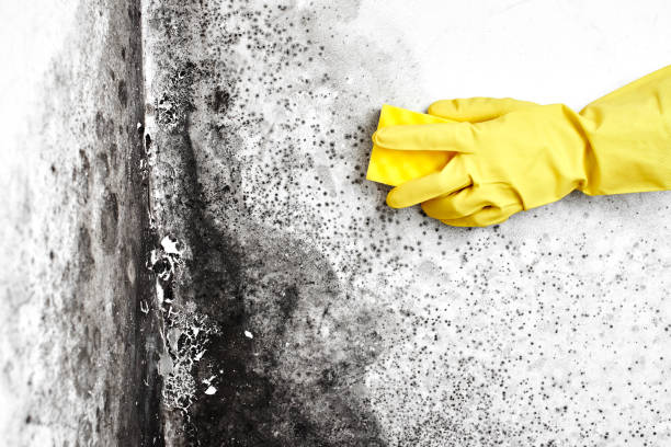 Best Mold Testing  in Prairie Ridge, WA