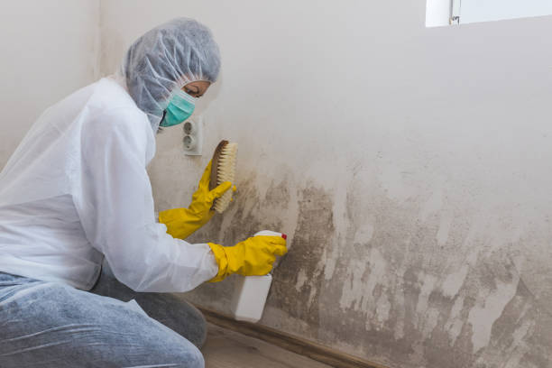 Best Fast Mold Removal  in Prairie Ridge, WA