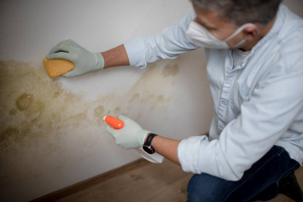 Best Mold Damage Repair  in Prairie Ridge, WA