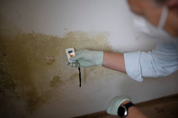 Best Commercial Mold Removal  in Prairie Ridge, WA