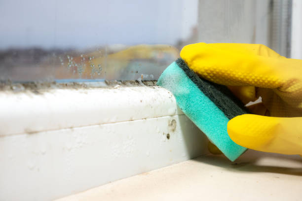 Best Local Mold Removal Service  in Prairie Ridge, WA