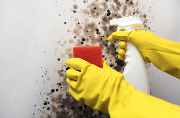 Best Water Damage Restoration  in Prairie Ridge, WA