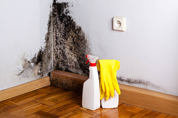 Best Certified Mold Removal  in Prairie Ridge, WA